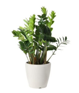 Smaragdblad (Zamioculcas zamiifolia)