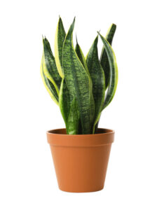 Svigermors skarpe tunge (Sansevieria trifasciata)