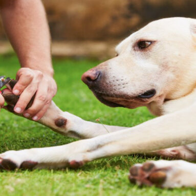 5 gode negleklippere til hunde
